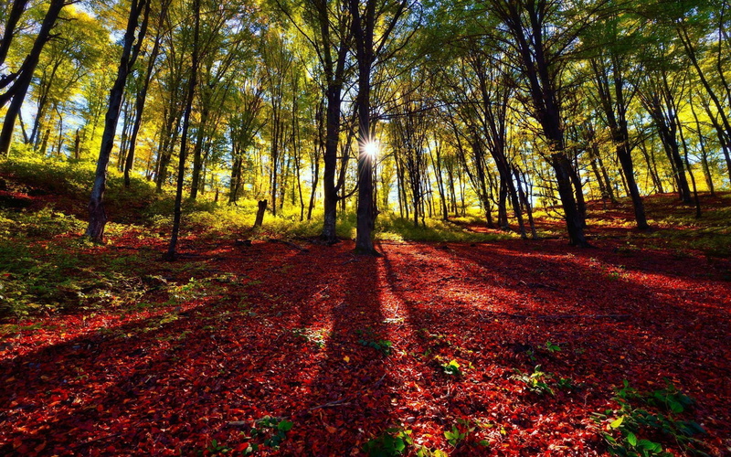 1080P, Shade, Trees, green, Sun, Forest