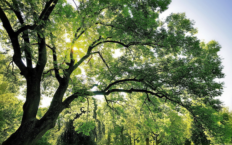 1080P, Green, Shade