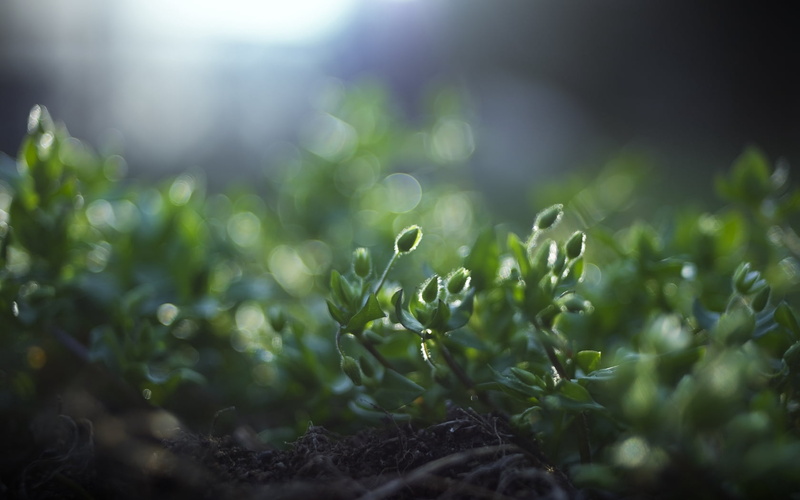 roots, sunlight, dew, land, organic, backgrounds, close-up, summer, beginnings, nature, surface level, green, agriculture, environment, growth, freshness