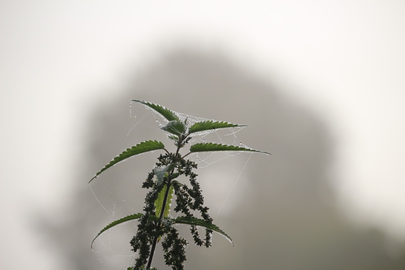 freshness, wet, outdoors, day, 5K, fog, stinging nettle, beauty in nature, nettle, nature, medicine, close-up, landscape, herb, plant, coniferous tree