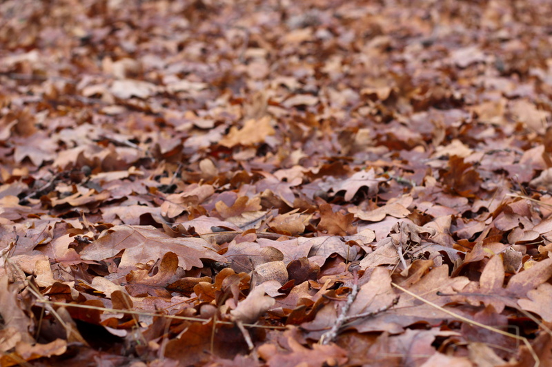 fall, natural condition, large group of objects, field, full frame, brown, true leaves, close-up, day, ground, backgrounds, dry, selective focus, close up