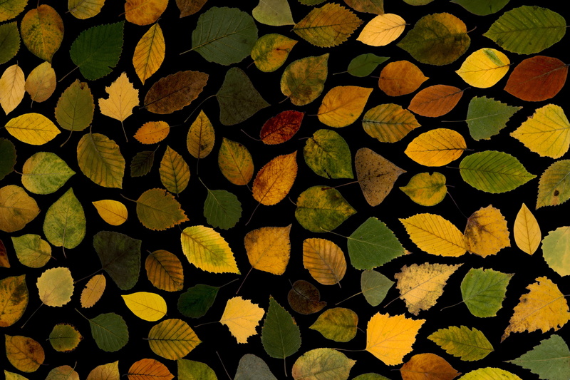 leaves, arid, eyeshadow, colorful, pattern, photo, arrangement, leaf, wood, composition, circle, no people, shape, colored, geometric shape, yellow, design