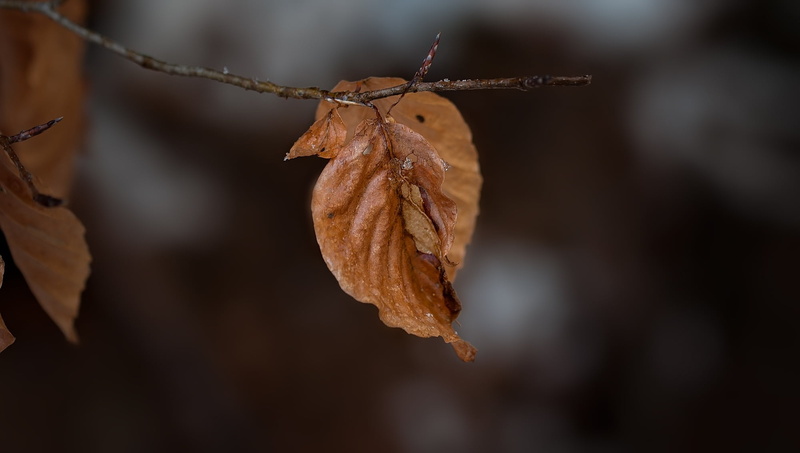 plant, autumn, fragility, brown, vulnerability, plant part, autumn collection, close, selective focus, beauty in nature, natural condition, food, true leaves