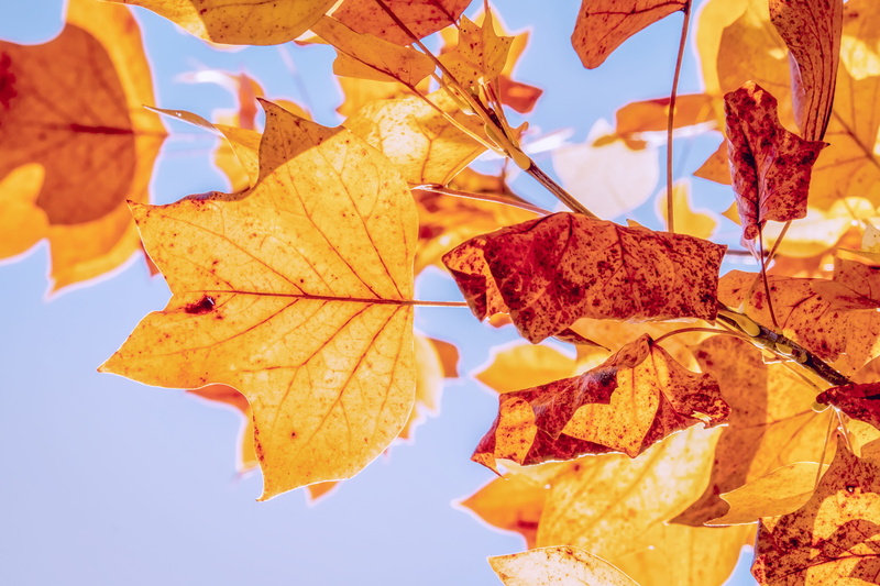 no people, close-up, vulnerability, autumn collection, leaves, golden autumn, true leaves, plant, autumn colours, fall color, fall, fall foliage, leaf vein