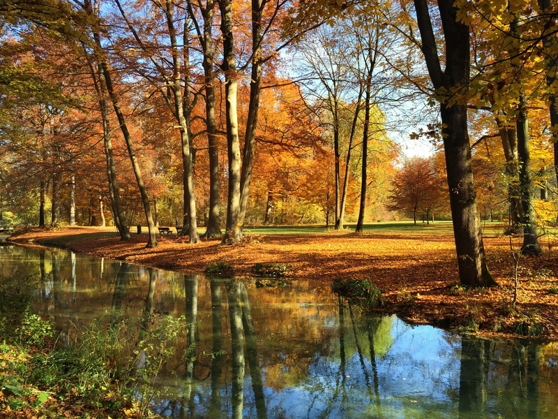 2K, scenics - nature, walk, day, trees, trunk, relax, autumn, bach, maple, nature, munich, lake, go for a walk, no people, rest, eisbach, relaxation, true leaves