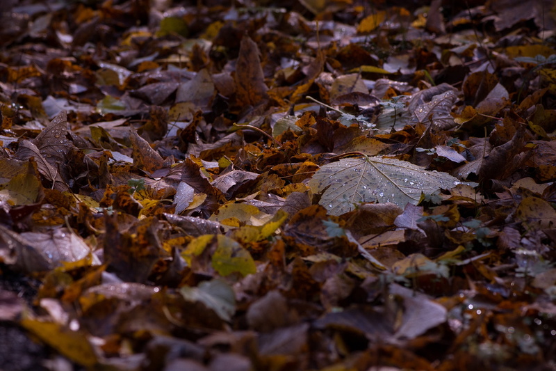 plant part, outdoors, natural condition, nature, wet, beauty in nature, abundance, full frame, true leaves, dry, large group of objects, 1080P, leaves