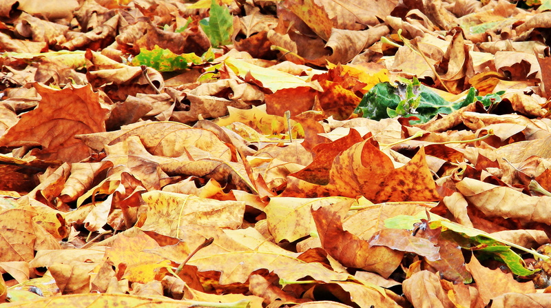 fall color, 4K, decoration, field, withered, emerge, multi Colored, beauty in nature, fragility, plant part, large group of objects, falling, abundance