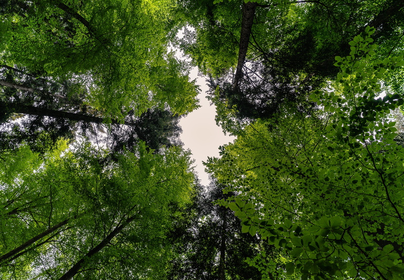 canopy, 4K, tranquility, trees, branch, shadow play, foliage, foliage leaf, beauty in nature, nature, land, green leaf, screen background, tree, background
