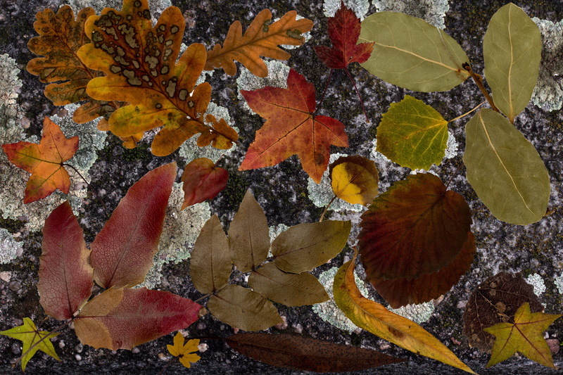 falling, autumn collection, vulnerability, leaves, fall, structure, dry, colorful, plant, outdoors, leaf, no people, maple leaf, autumn, day, 5K, full frame