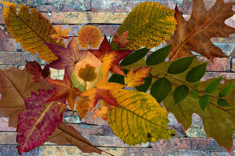 foliage leaf, beauty in nature, natural pattern, dry, leaves, composition, leaf, leaf vein, day, tree, orange color, arrangement, change, autumn leaf, colorful