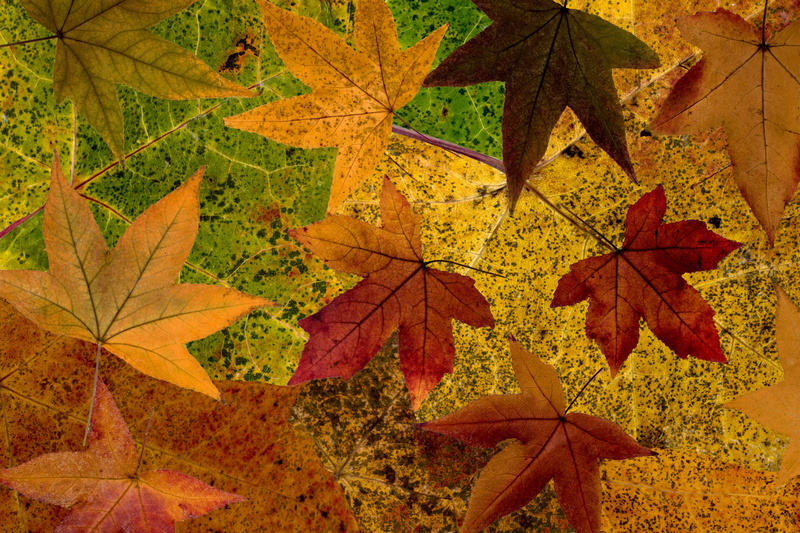 fall leaves, beauty in nature, close-up, no people, change, autumn, outdoors, high angle view, yellow, leaves, leaf, design, maple tree, tree, fall, arrangement