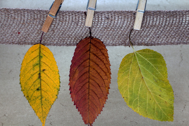 5K, leaves, design, autumn, nature, red, foliage, leaf vein, leaf, color, close-up, side by side, beauty in nature, true leaves, dry, colorful, clothespins