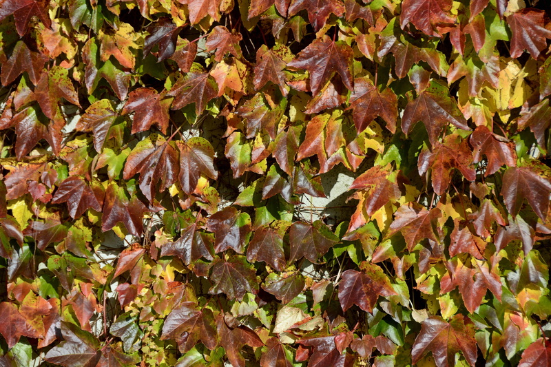 food, full frame, Autumn Colours, leaf coloring, bright, climber, leaf, high angle view, fungus, day, Partner, maple leaf, brown, plant part, plant, ivy leaf