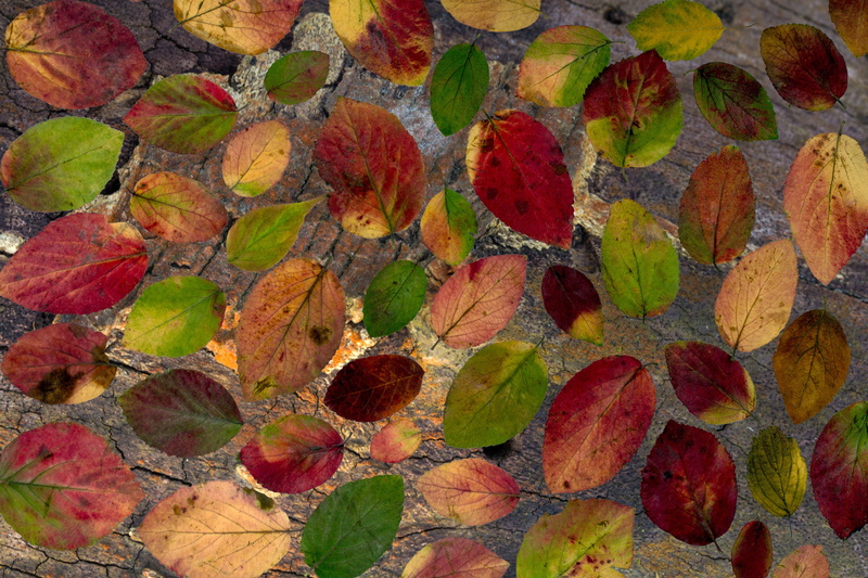 autumn leaf, change, leaves, directly above, close-up, no people, true leaves, day, backgrounds, natural pattern, autumn, leaf, pebble, nature, arid, dry