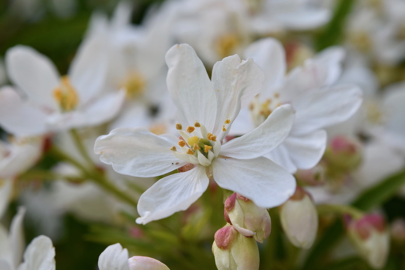 flower head, garden, freshness, close-up, stamens, pollen, nature, focus on foreground, springtime, vulnerability, day, flower true macrantha flora, plant