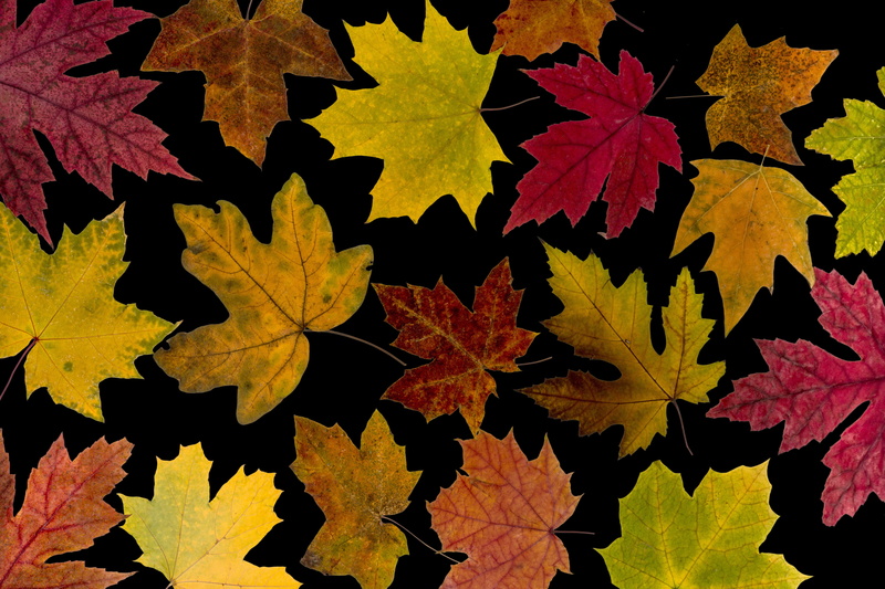 colorful, yellow, beauty in nature, autumn, autumn leaf, plant part, day, plant, change, arid, full frame, foliage, backgrounds, maple, nature, close-up