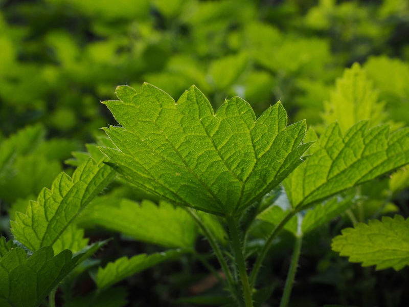 medicinal herb, medicinal plant, small nettle, beauty in nature, meadow, leaves, outdoors, burn, burning hair, day, stinging nettles, naturopathy, tranquility
