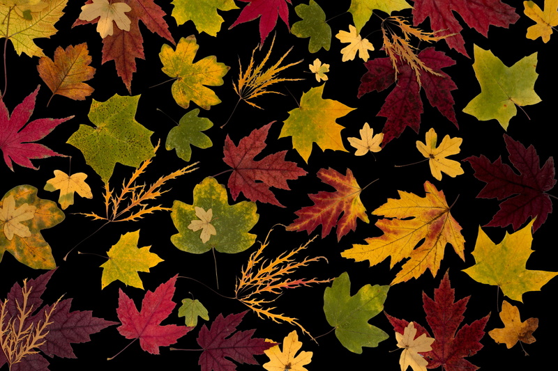 autumn, arrangement, day, arid, backgrounds, leaf, autumn leaf, outdoors, 5K, natural pattern, tranquility, leaves, colorful, composition, true leaves