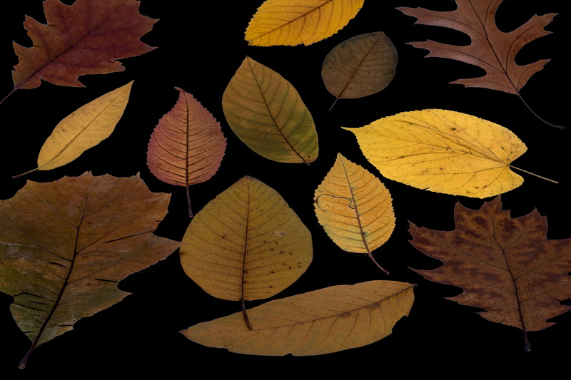 tree leaves, design, maple leaf, colorful, autumn colours, emerge, tree, dry, autumn, natural pattern, arrangement, change, foliage, leaf, plant part, nature