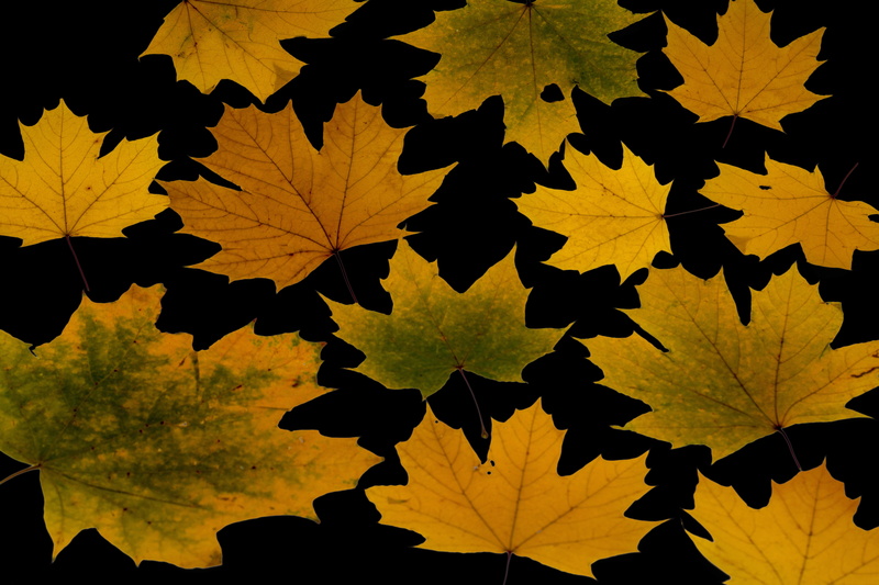 maple leaf, leaf, yellow, colorful, natural condition, branch, plant part, beauty in nature, foliage, maple, growth, plant, natural pattern, dry, leaves