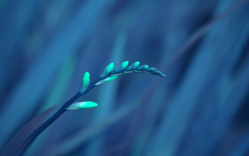 plant part, close-up, plants, no people, macro, flower, flowering plant, fragility, growth, cable, flowers, blue, focus on foreground, leaf, green color