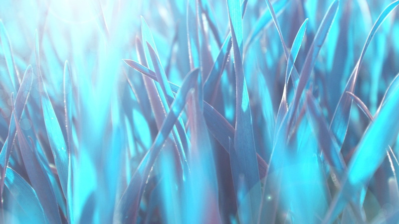 green color, selective focus, nature, blue background, no people, field, full frame, land, leaf, pattern, backgrounds, leaves, growth, close-up, cyan, plant