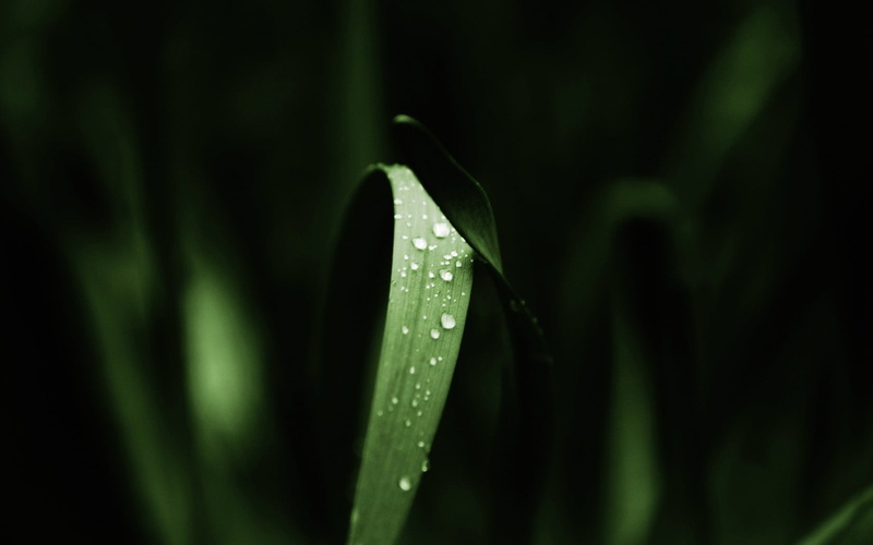macro, nature, leaves, day, rain, raindrop, plant, focus on foreground, 720P, blade of grass, beauty in nature, selective focus, green color, water, purity