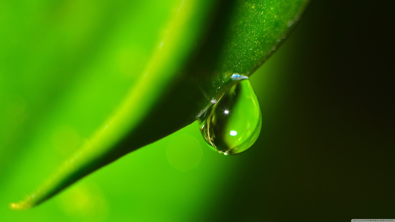 macro, fragility, closeup, abstract, wet, water, water drops, drop, blade of grass, freshness, plants, plant part, close-up, plant, leaf, selective focus