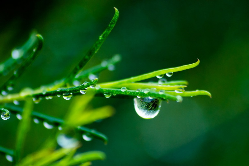 green, plant part, water drops, outdoors, plant, dew, fragility, 720P, vulnerability, water, macro, purity, day, freshness, selective focus, nature, blade of grass