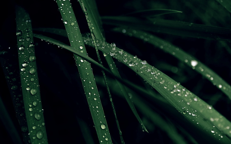 leaf, freshness, beauty in nature, green color, wet, plant, dew, nature, grass, drop, water drops, plant part, 720P, close-up, rain, plants, rainy season