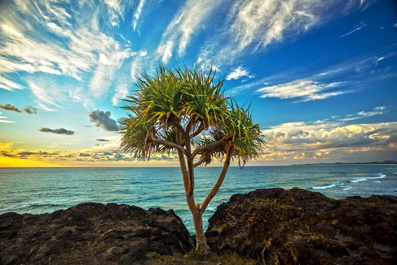 trees, clouds, elliptical, plant, leafed, 1080P, rocks, Beach, green, sky