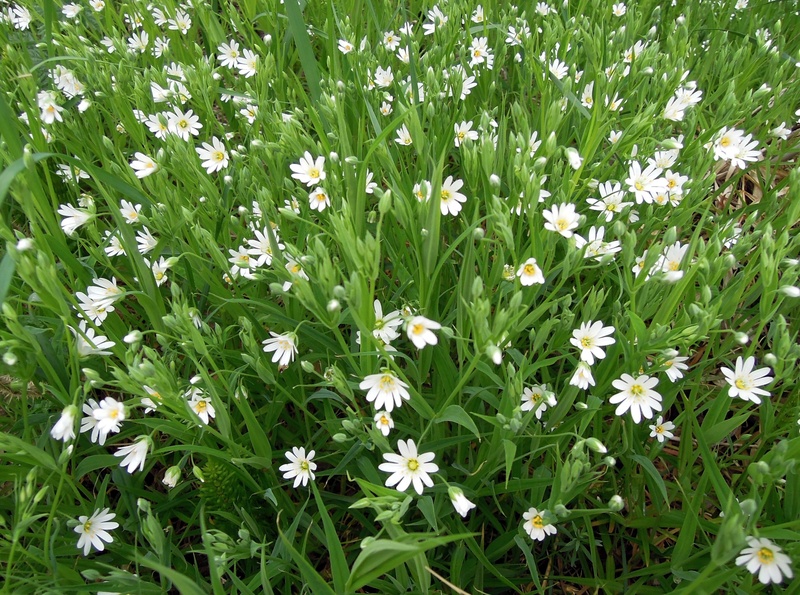 summer, freshness, view, vulnerability, outdoors, white color, flora, land, plant part, flowers of the field, green color, 1080P, stellaria, plants, field