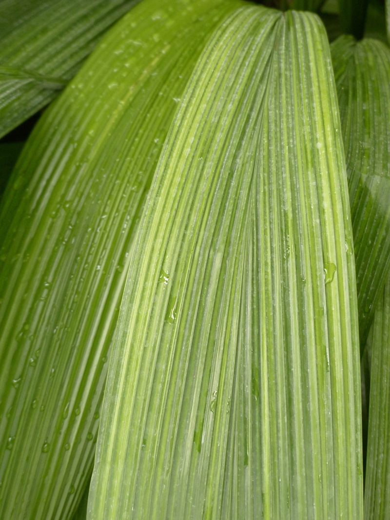 natural pattern, curculigo capitulata, beauty in nature, plant, palm leaf, lanceolate, Leaf, dew, growth, green, day, wrinkled annoyed, macro, Ribbed, nature