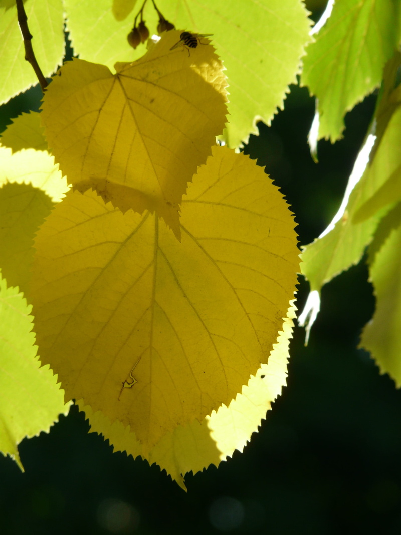 no people, linde, beauty in nature, outdoors, lime, jagged, eurybia linde, back light, lime tree, edge, shine through, green color, leaf vein, deciduous tree
