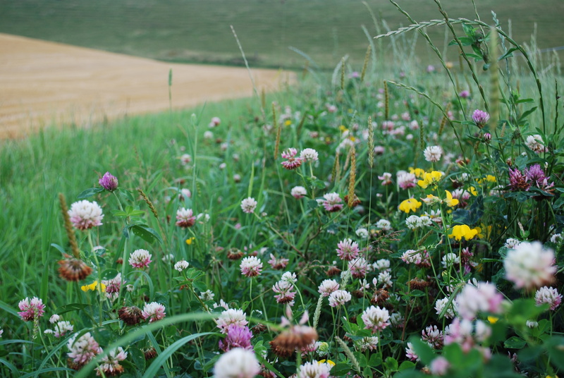clover, edge, tranquility, nature, land, selective focus, day, foliage, flora, green, leaf, flower, summer, space, grass, green color, fresh, margin, freshness