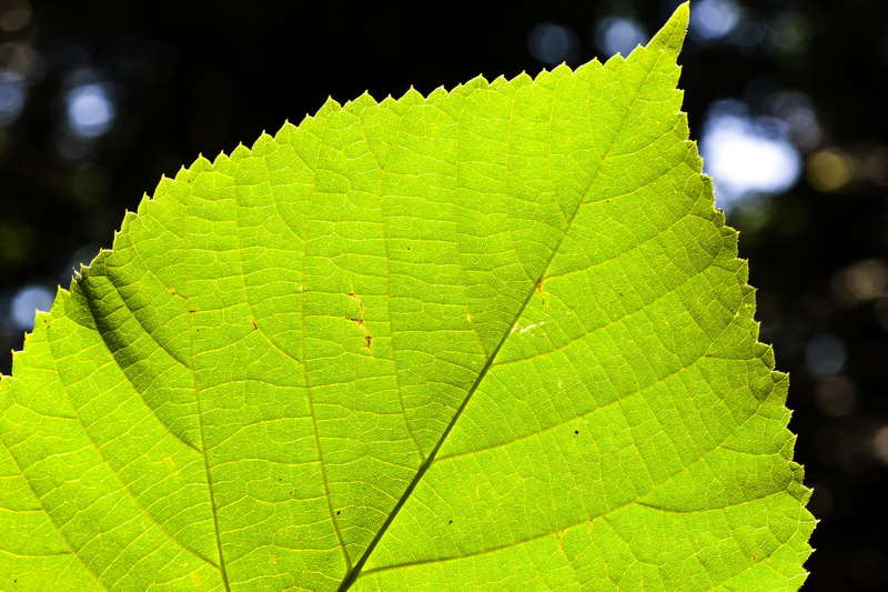 nature, growth, 5K, sunlight, close-up, change, leaf veins, lime leaf, sun, green color, tranquility, leaves, pattern, natural pattern, plant, selective focus