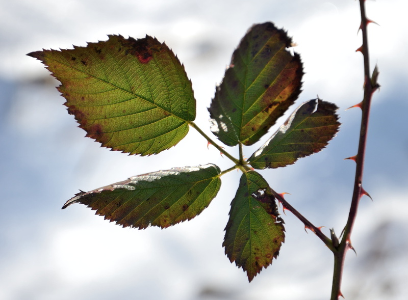 leaf margin, leaf, bottom, sky, plant, beauty in nature, nature, close, 4K, autumn, green color, drawing, leaf vein, no people, leaves, green, outdoors