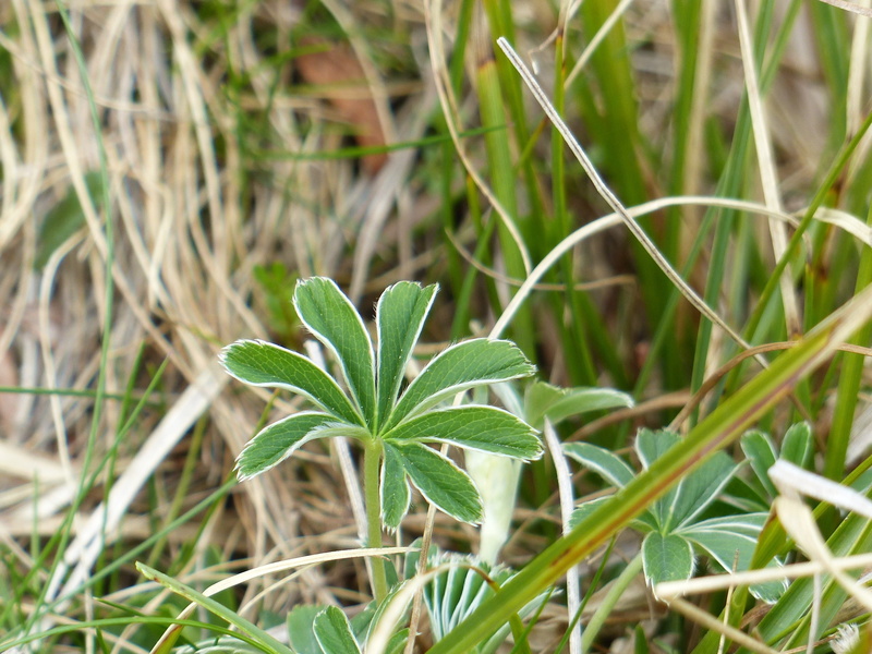 alpine ladys mantle, blade of grass, grass, outdoors, focus on foreground, vulnerability, alpine flower, growth, hairy, day, mountain flower, nature, no people