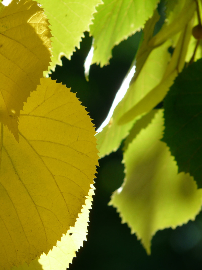 day, coloring, beauty in nature, jagged, linde, close-up, outdoors, shadow, tilia, yellow, Lipovina, summer linde, leaf margin, green Color, sommerlindenbatt