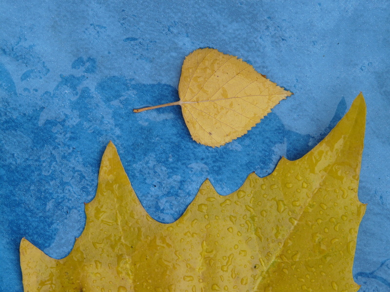 Autumn, plant part, Comparison, change, fall color, outdoors, food, leaf, craft, backgrounds, green Color, maple leaf, creativity, yellow, size comparison