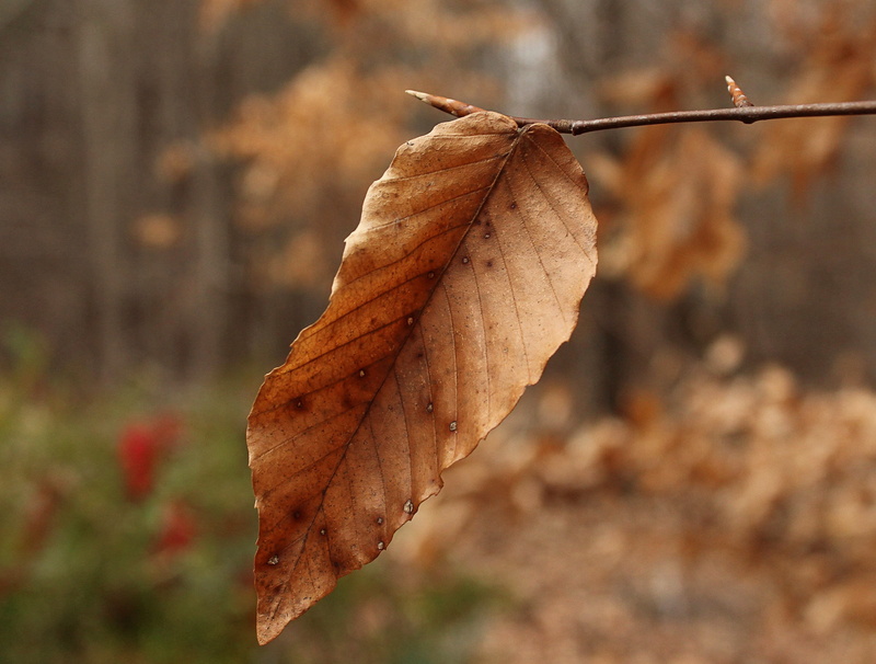 autumn, 2K, leaf blade, change, nature, leaf vein, margin, plant part, brown, lobe, autumn collection, beech leaf, selective focus, close-up, outdoors