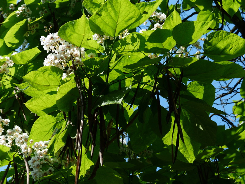 leaf, nature, ordinary catalpa, Ordinary, park tree, fragility, no people, branch, green, ornamental tree, fruits, freshness, bignoniaceae plants, plant