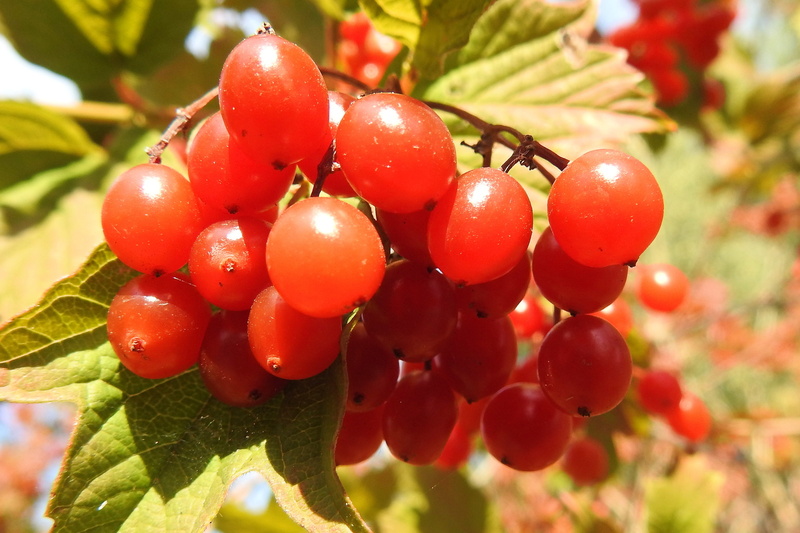 autumn, wellbeing, Berries, food and drink, close-up, day, organic, rowanberry, growth, focus on foreground, beauty in nature, healthy Eating, freshness