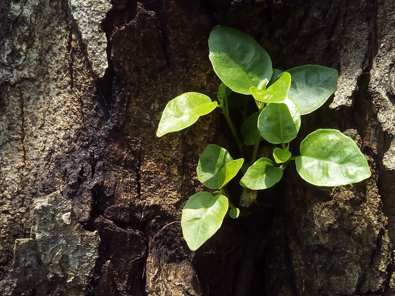 the amount of the light, high angle view, autumn leaves, refreshing, bud collins, tranquility, new Life, beauty in nature, seedling, sunlight, Sapling
