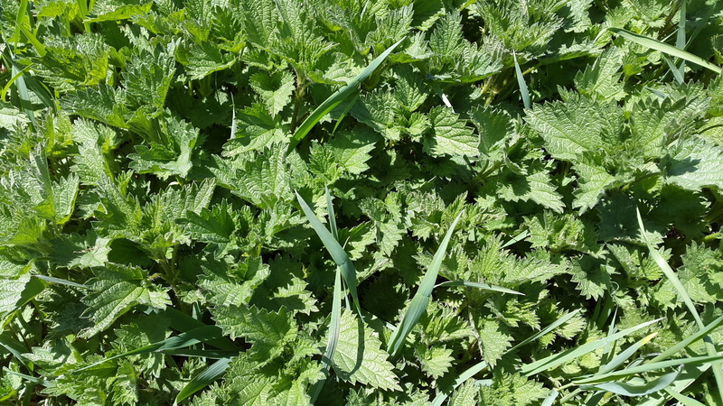 4K, vegetation, Weed, full frame, day, stinging nettles, close-up, freshness, high angle view, plant part, Green, food and drink, Nettles, Plant, food
