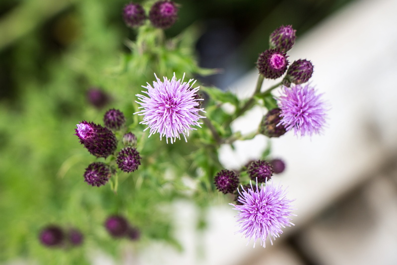 plant, botanical, outdoors, growth, flower Head, pink, flowerbed, Bloom, Purple, flowering plant, floral, purple flower, summer, fresh, fragility, botany
