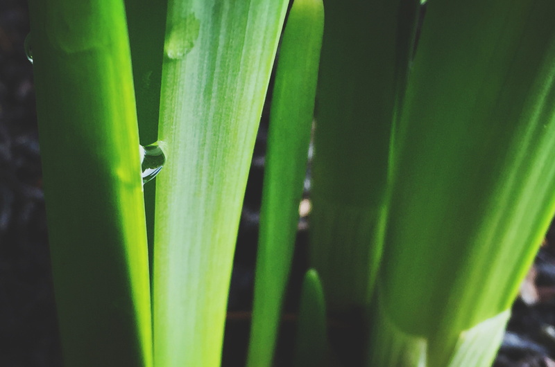 green, plant part, blade, water, leaves, green Color, animal, macro, insect, leaf, 2K, selective focus, no people, outdoors, growth, plant, nature, animals in the wild