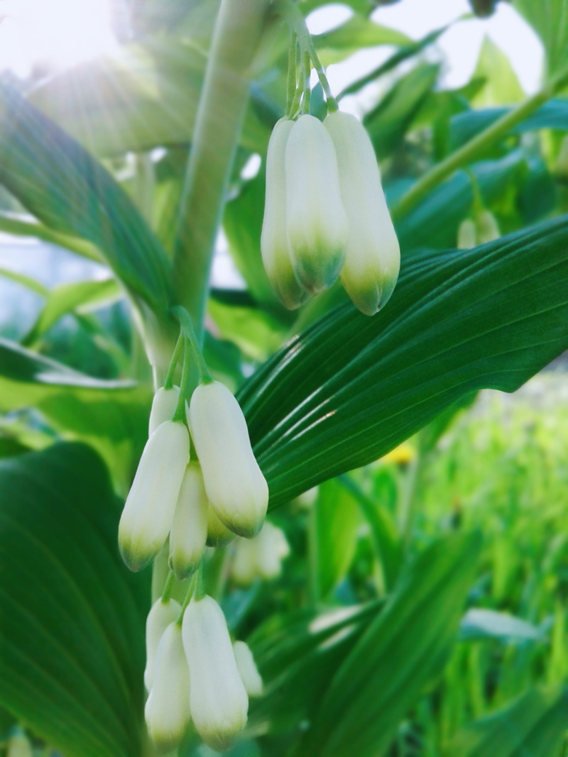 freshness, plant part, close-up, flower, flora, day, petal, sun, clear, no people, Garden, bright, flower head, focus on foreground, summer, Lily Of The Valley