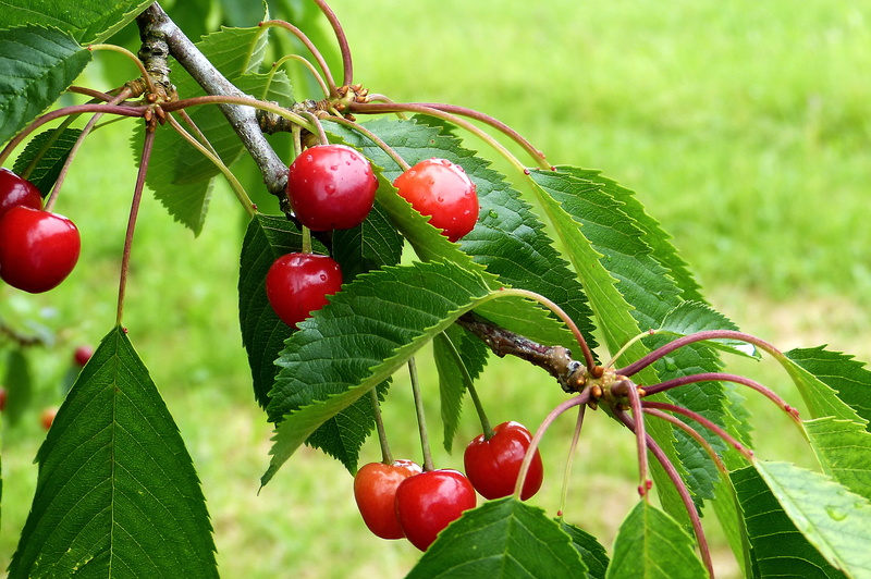 Cherry, growth, cherry tree, plant, close-up, tree, organic, Summer, agriculture, 4K, food, fruit, reported, green Color, green, wellbeing, food and drink