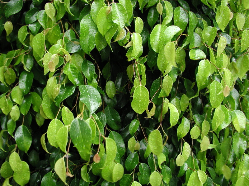 plant, day, growth, Plants, full frame, directly above, organic, plant part, green Color, vegetable, no people, beauty in nature, 1080P, Leaves, tranquility
